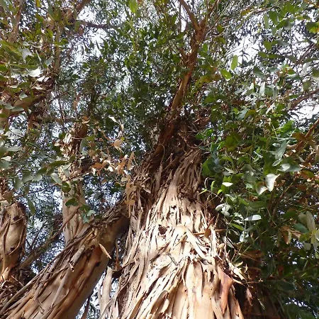 Σπίτι διακοπών Eucalyptus